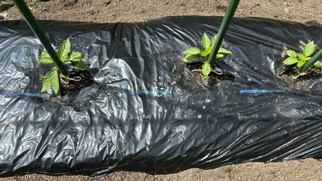 道法流のやり方に学ぶ植物ホルモンの最大活用