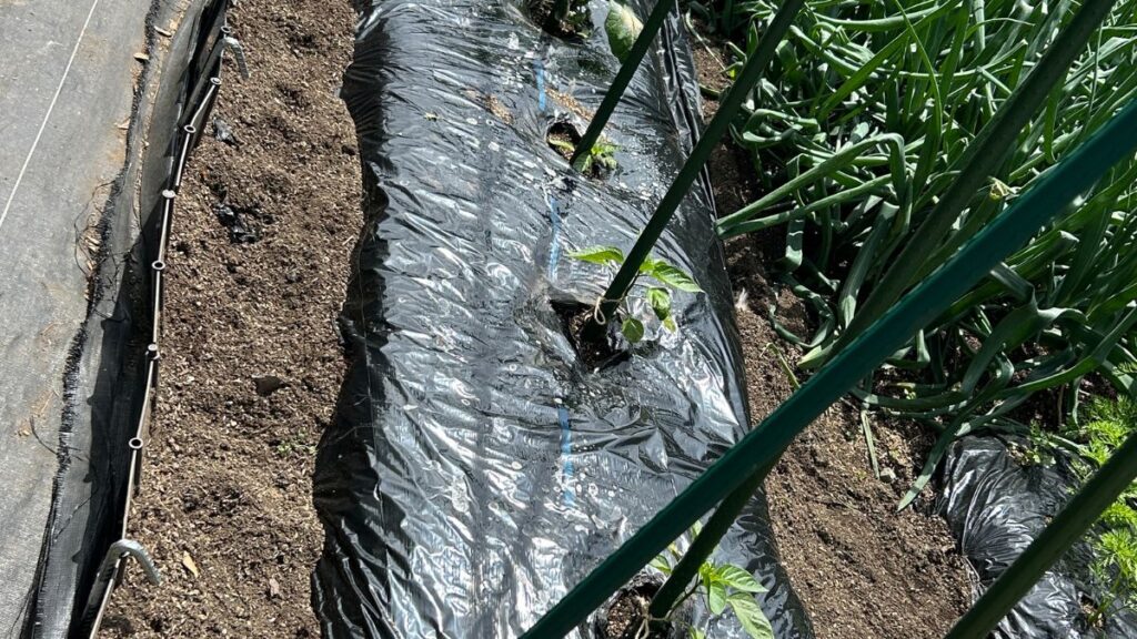 無肥料で育てるための強力な根系の作り方