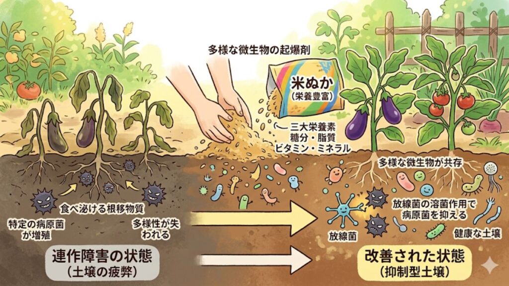 米ぬかによる連作障害対策の基本と土壌改善の仕組み