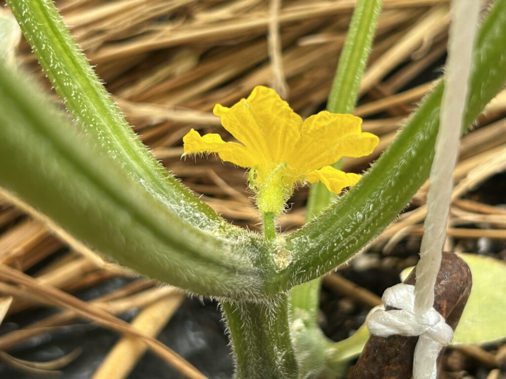 栄養不足で雄花ばかりが咲く理由