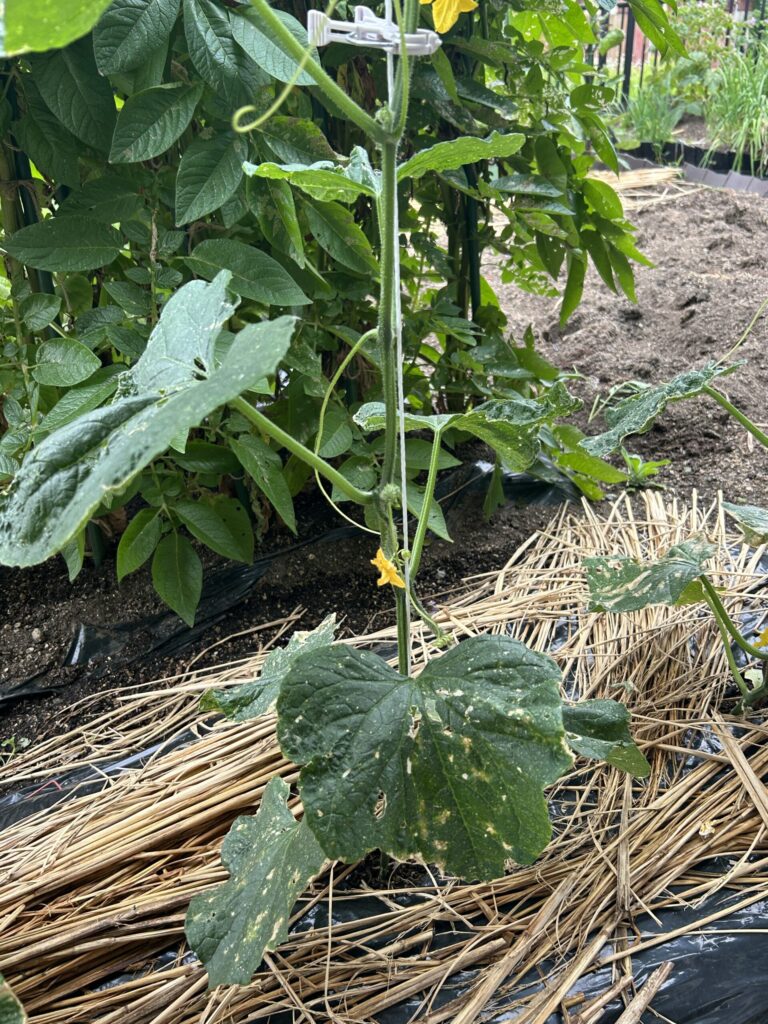 キュウリを襲う害虫のイモムシ対策