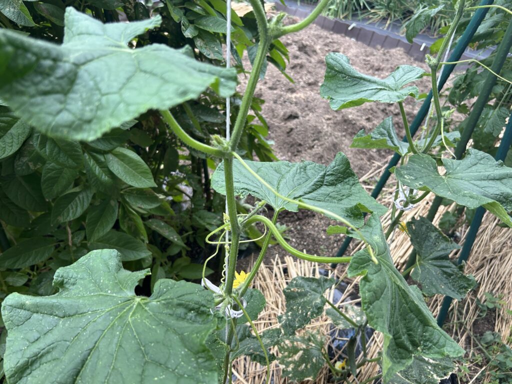 キュウリの害虫であるイモムシ防除法