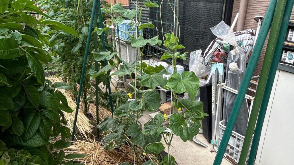 キュウリを襲う害虫イモムシの駆除法！お酢とBT剤で守る家庭菜園