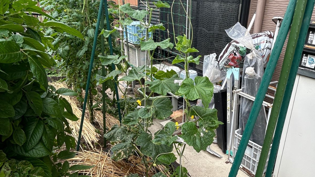 キュウリを襲う害虫イモムシの駆除法！お酢とBT剤で守る家庭菜園
