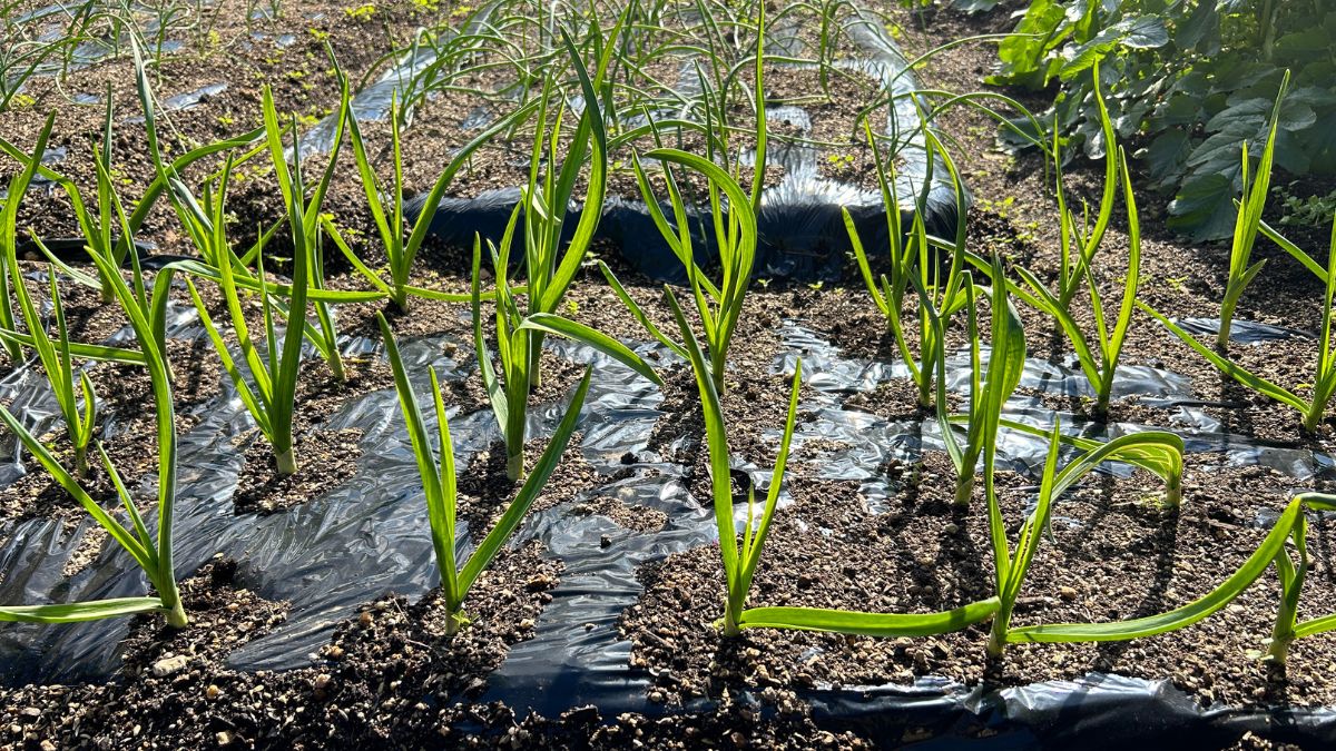 にんにくの家庭菜園での難易度は？失敗を防ぐ栽培のコツを解説