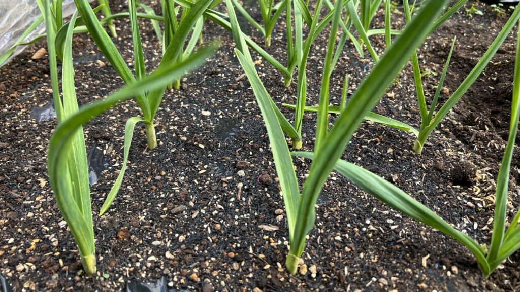 適正な植え付け時期を見極める気象判断のコツ