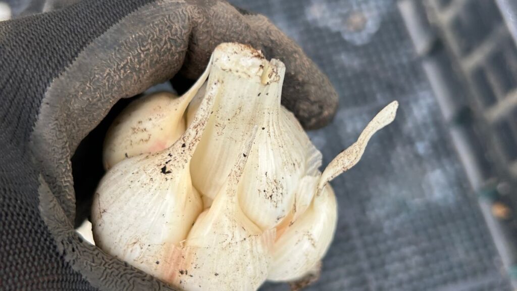 にんにくの家庭菜園での難易度を左右する環境要因