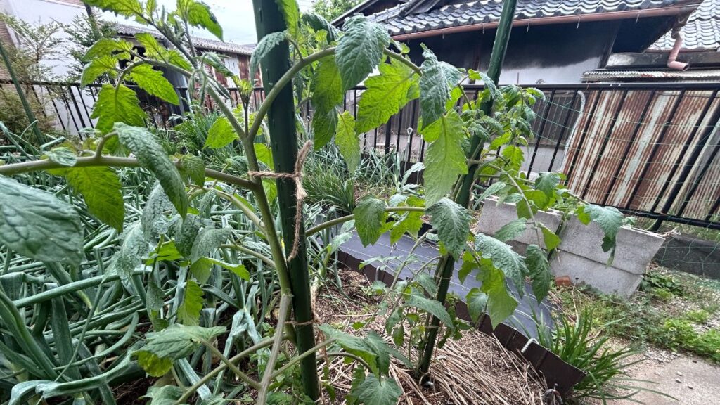 垂直仕立てによるミニトマトの育て方とわき芽の役割
