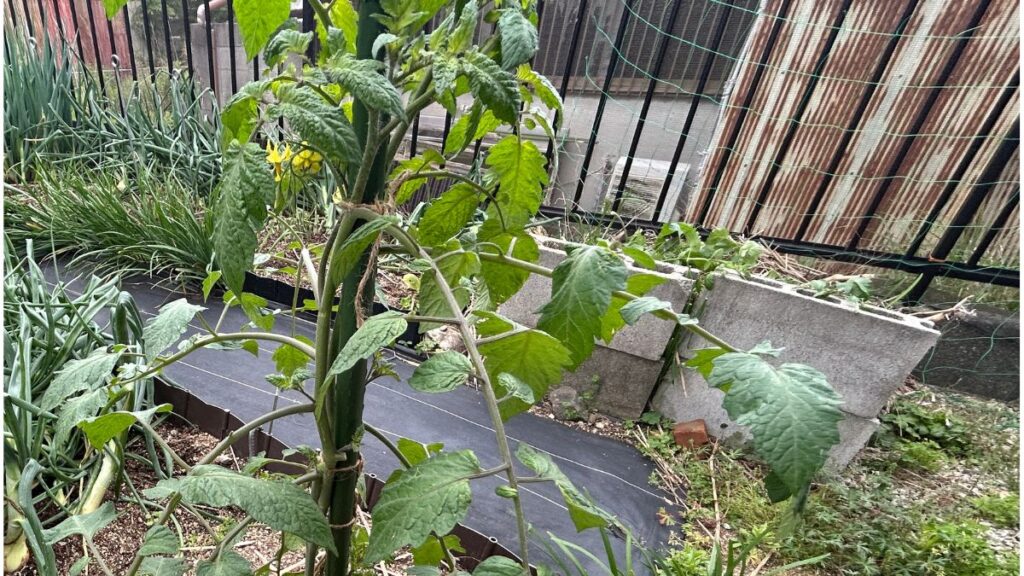 収穫量を最大化するわき芽の垂直誘引と縛り方