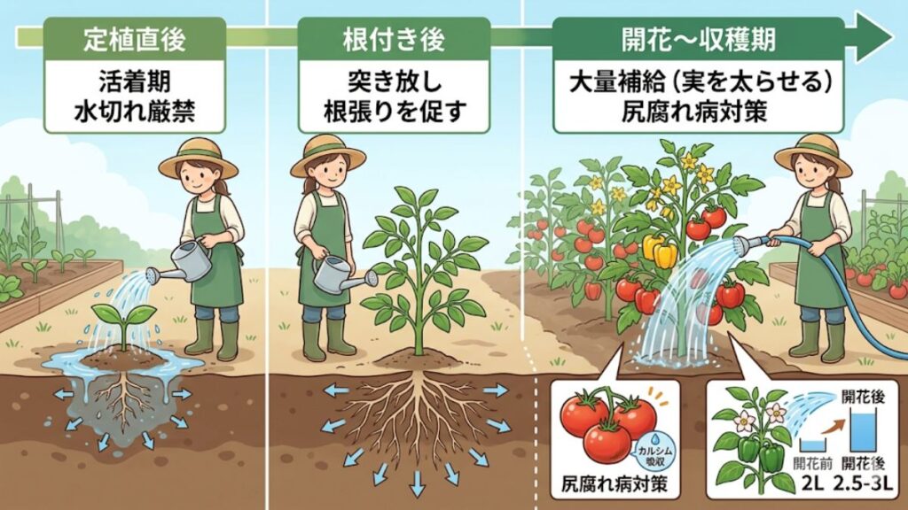 野菜の種類や状態で変わる夏野菜の水やり頻度