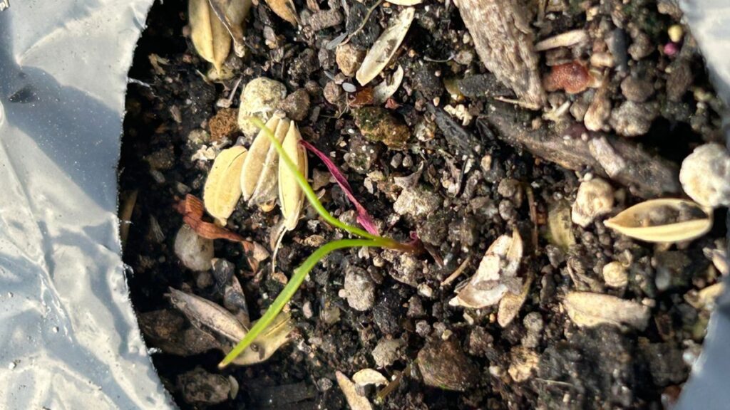 家庭菜園での不織布の使い方の実例と発芽のコツ