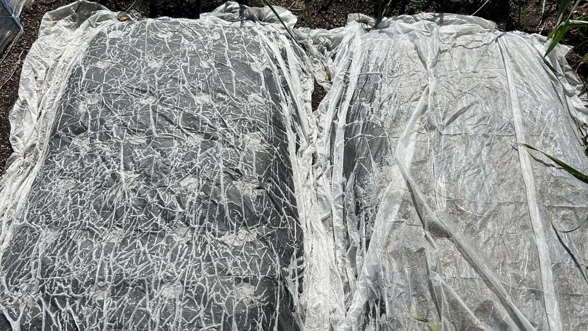 家庭菜園の不織布の使い方は？ダイソーでニンジンの発芽率を上げるコツ