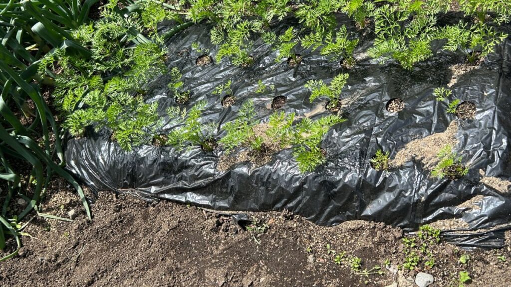 夏の遮光や防虫に役立つ薄手タイプの活用術