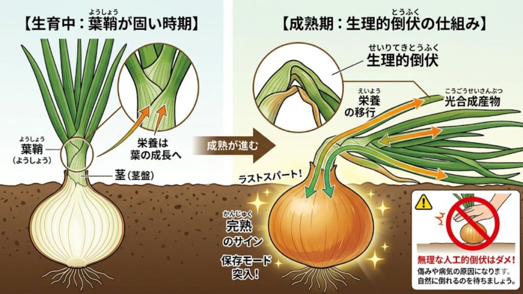 茎が自然に倒れる生理的メカニズムの解説