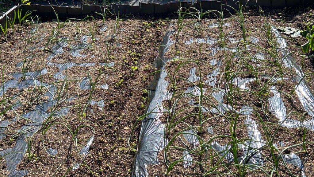 玉ねぎの家庭菜園の難易度は？地植え栽培の基礎知識