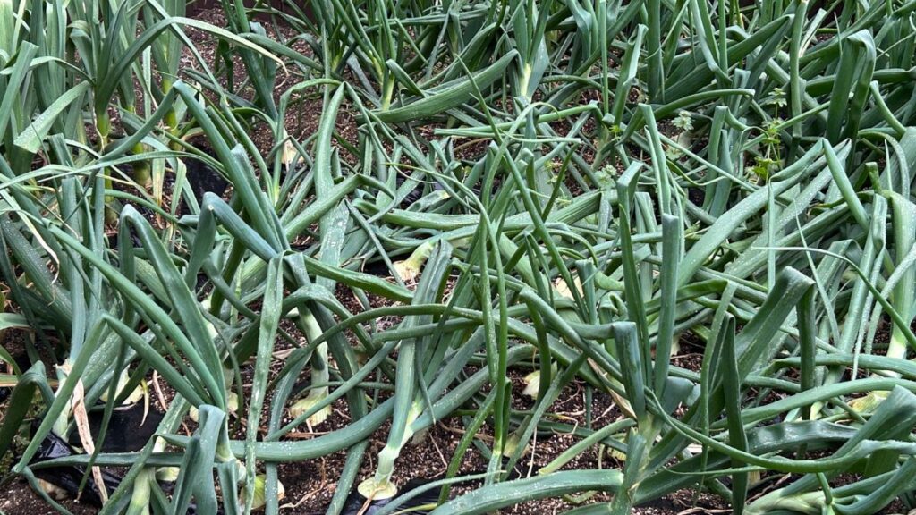 玉ねぎの家庭菜園の難易度を下げる高度な管理と防除策