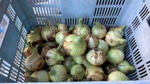 種類別の特徴を活かした長期保存と吊るし方のコツ