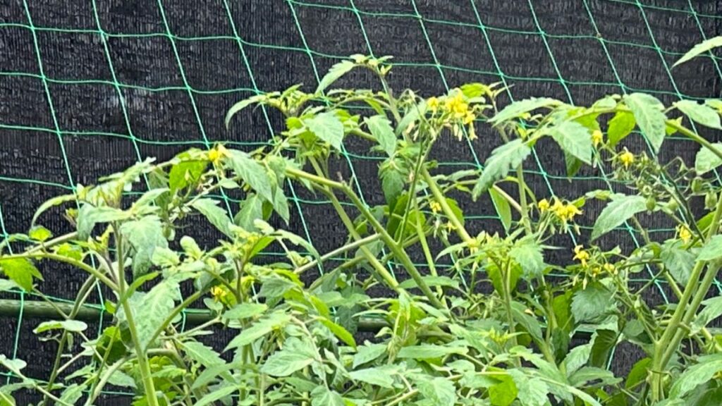 ミニトマトの摘芯で収量を上げる！基本と垂直栽培のやり方