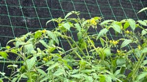 ミニトマトの摘芯で収量を上げる！基本と垂直栽培のやり方