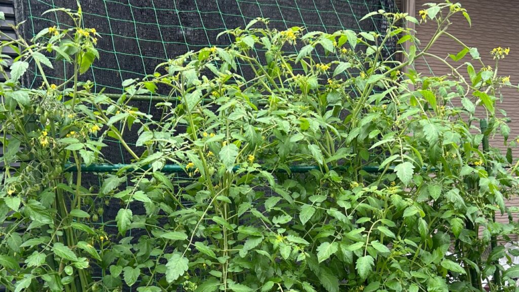 摘芯時に上位の葉を残す重要な理由
