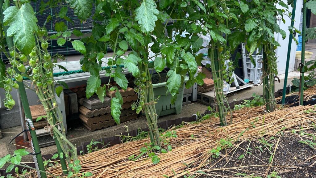 ミニトマトの摘芯の失敗対策と垂直栽培への応用