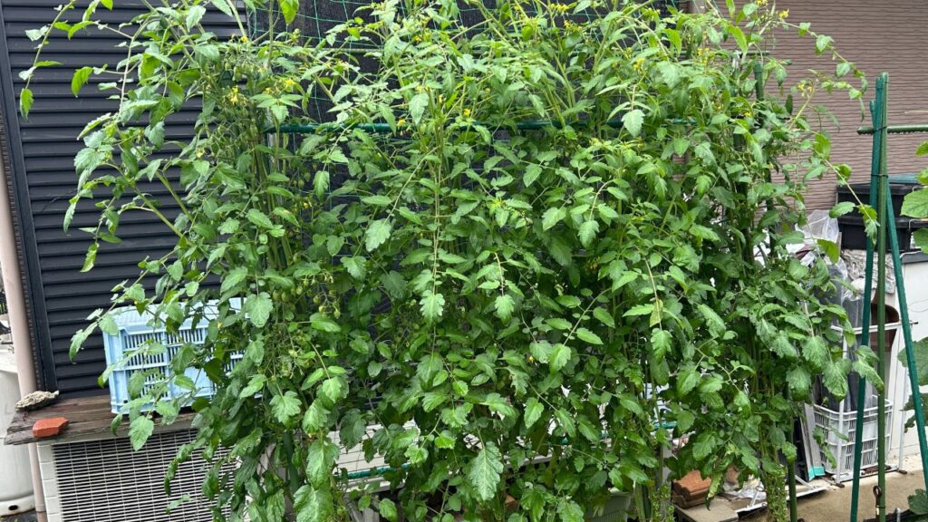 成功に導くミニトマトの摘芯のまとめ