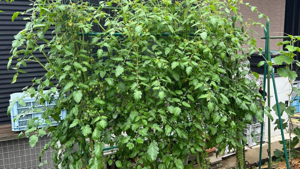 一般的なミニトマトの摘芯の基本と正しいやり方