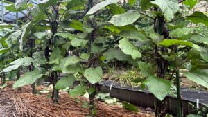 ナスのわき芽の基本管理と切らずに育てる道法スタイル