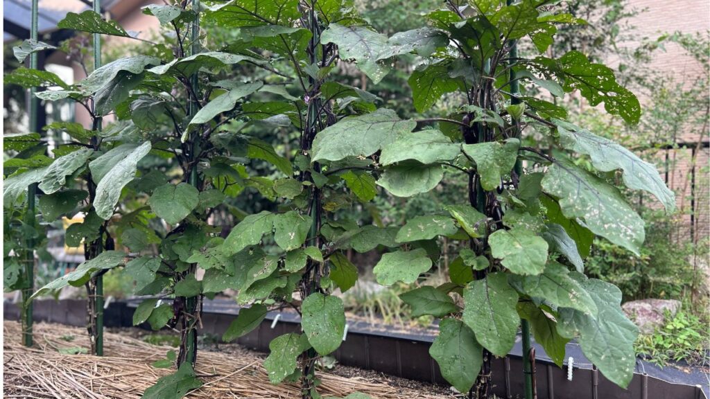 ナスのわき芽を切らずに活かす道法スタイル