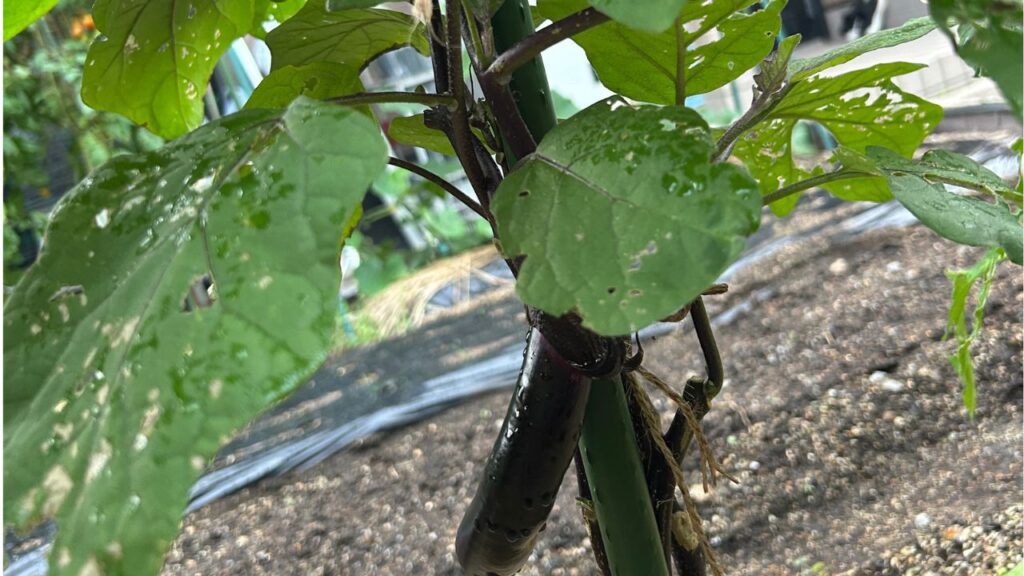 ナスのわき芽の最適な管理と活用まとめ