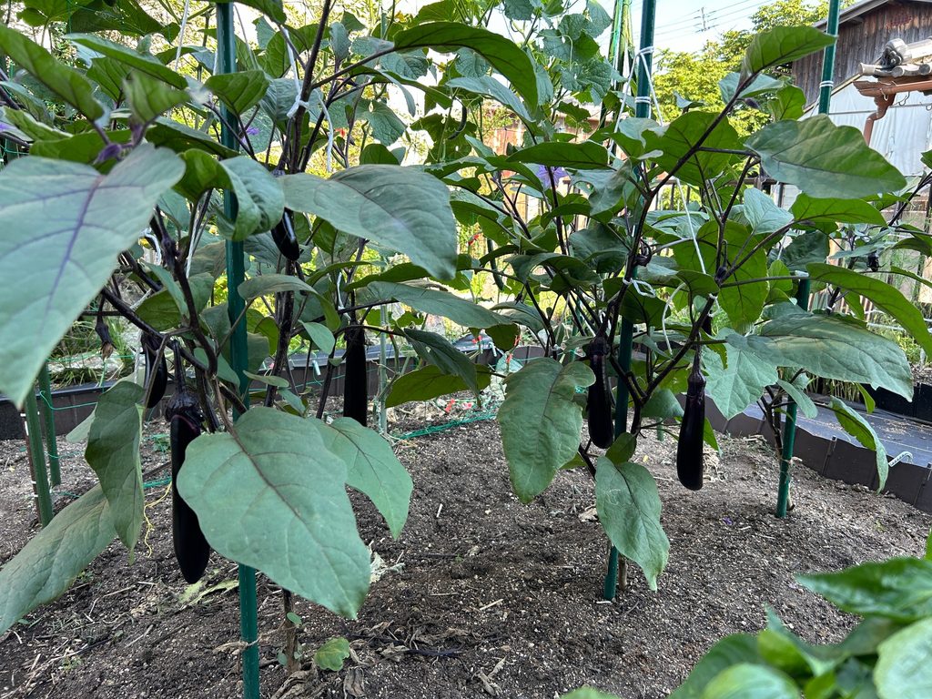 2025年6月30日のおーしん菜園で葉を茂らせ複数の実を付けて収穫期を迎えたナス