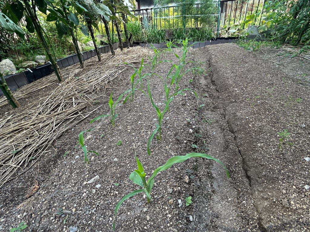 2026年7月14日のおーしん菜園で、抑制栽培として畝に植えられた生育初期のトウモロコシの苗