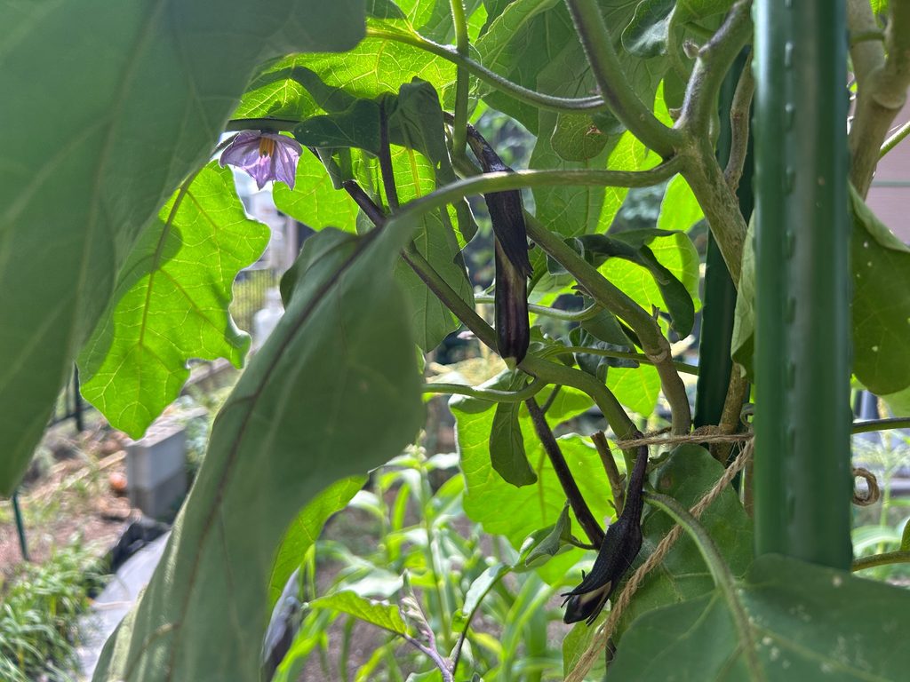2026年8月18日のおーしん菜園でナスの紫色の花と成長途中の実が付いている様子