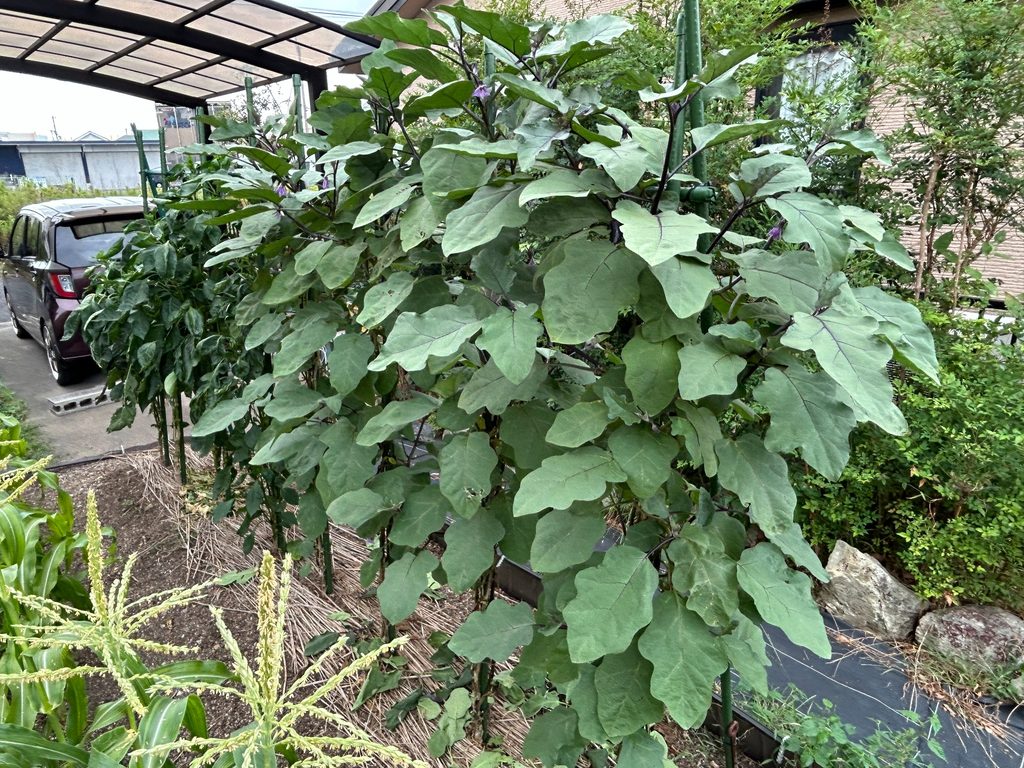 2026年8月18日のおーしん菜園で支柱に誘引したナスの株が大きく茂っている様子