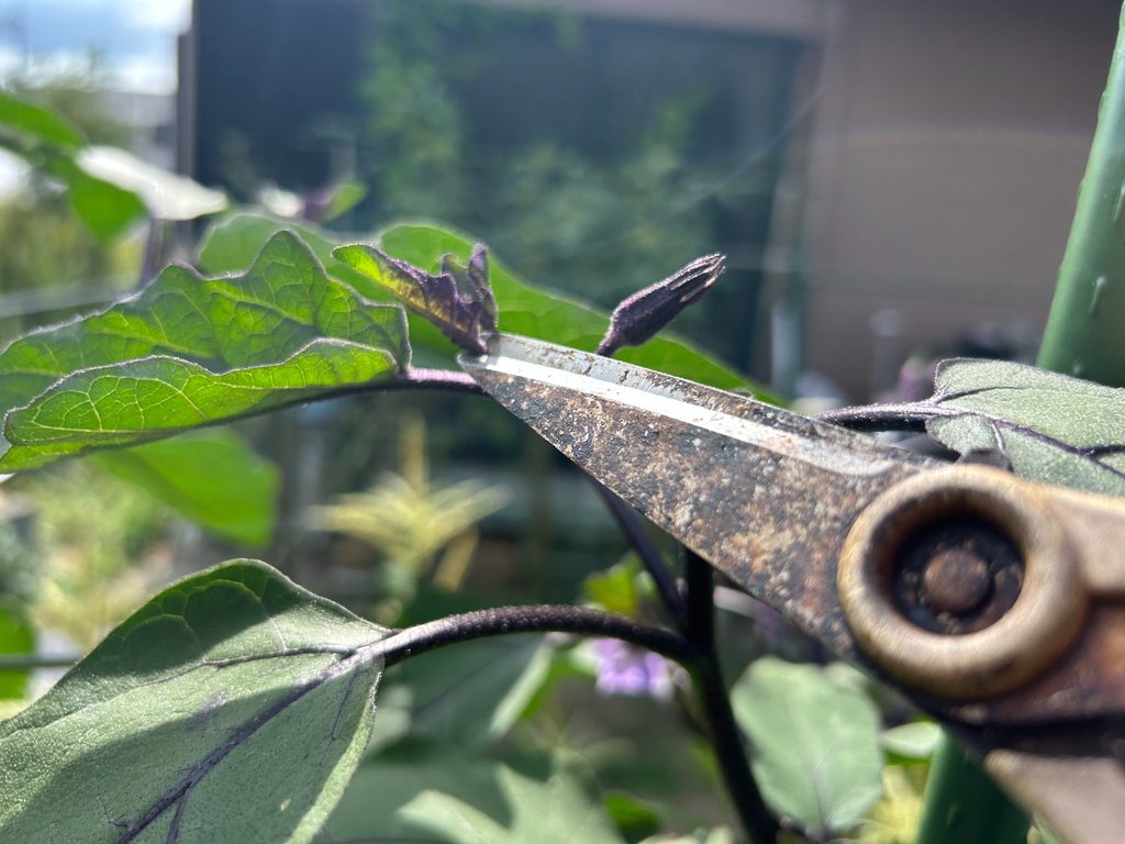 2026年8月18日のおーしん菜園でハサミを使ってナスの枝やわき芽を剪定している様子