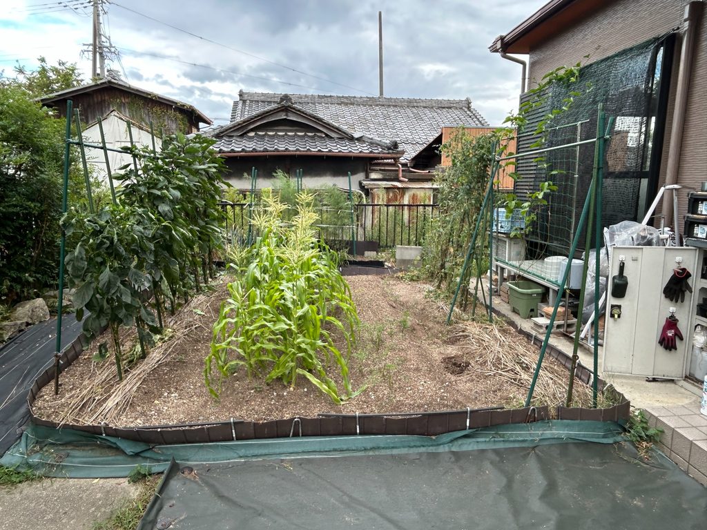 2026年8月18日に3坪のおーしん菜園で複数の夏野菜を栽培している家庭菜園全体の様子