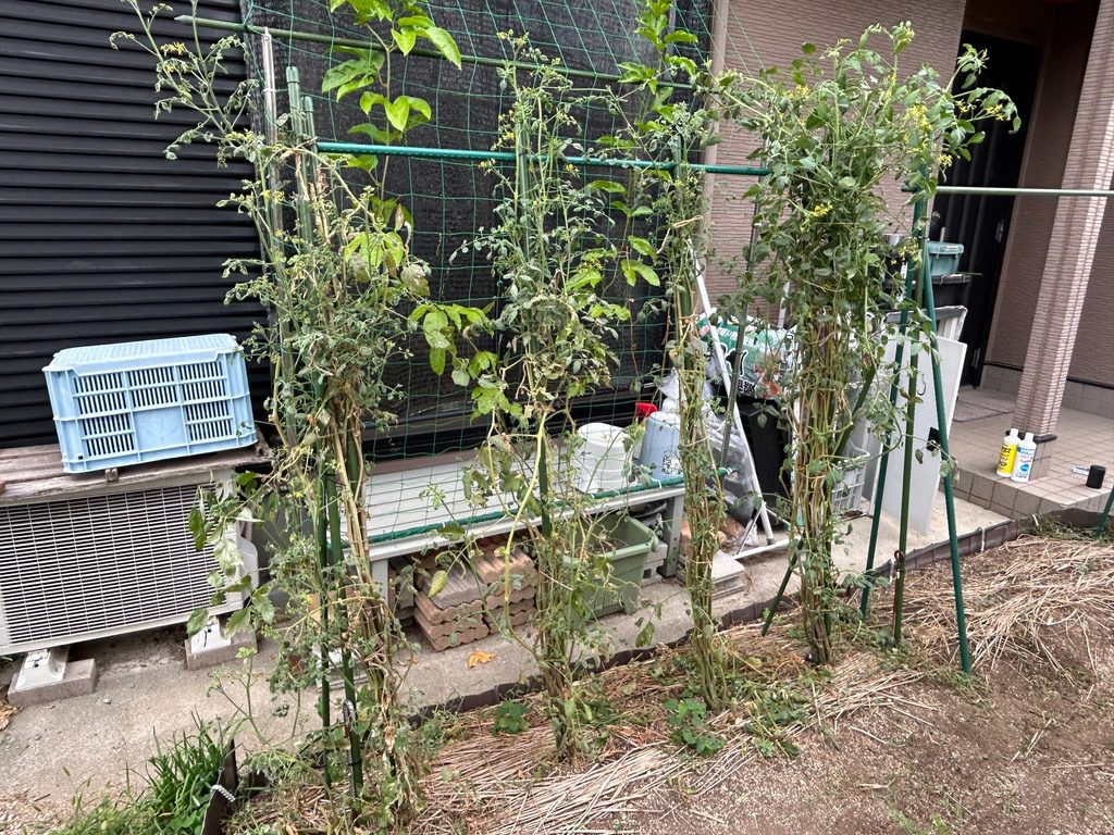 2026年8月18日のおーしん菜園で支柱に誘引して栽培しているトマトの株