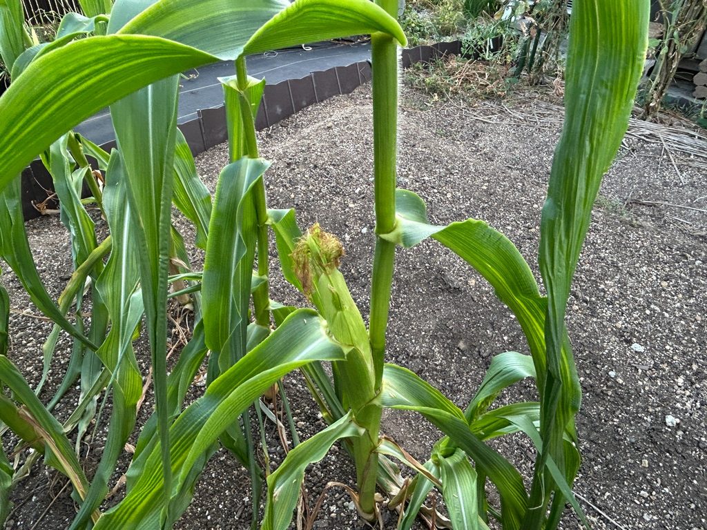 2026年8月26日のおーしん菜園で、抑制栽培のトウモロコシの雌穂から出た絹糸が茶色くなり始めた様子
