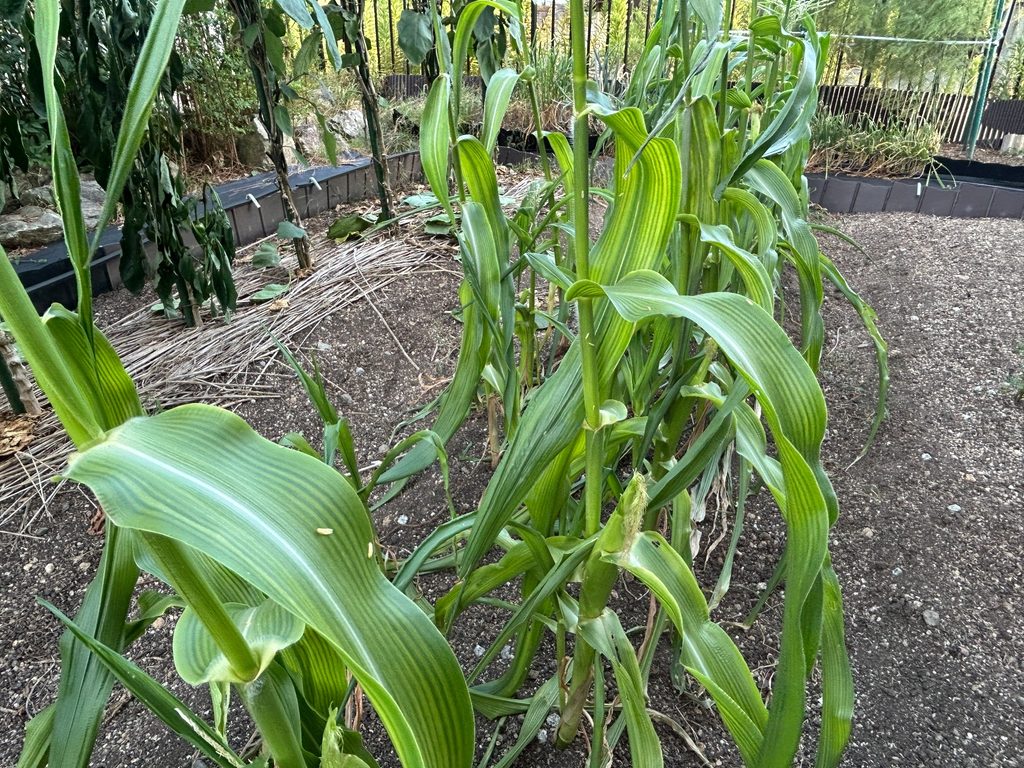 2026年8月26日のおーしん菜園で、抑制栽培のトウモロコシに複数の雌穂が付いている様子