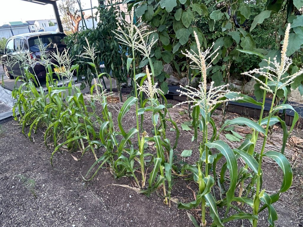2026年8月26日のおーしん菜園で、抑制栽培のトウモロコシの雄穂が開花している様子