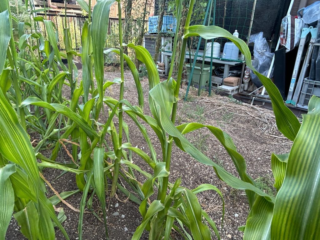 2026年8月26日のおーしん菜園で、抑制栽培のトウモロコシが葉と茎を大きく伸ばした様子