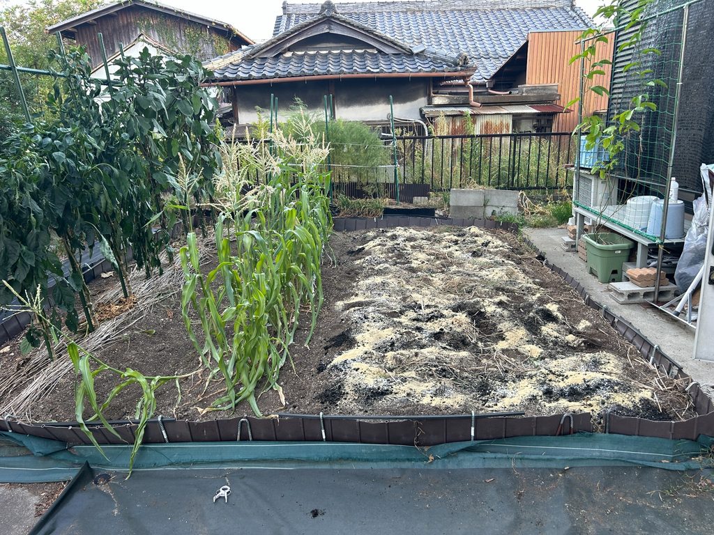 2026年8月29日のおーしん菜園でミニトマトとキュウリの支柱を片付け秋冬野菜に向けて土づくりしている畑