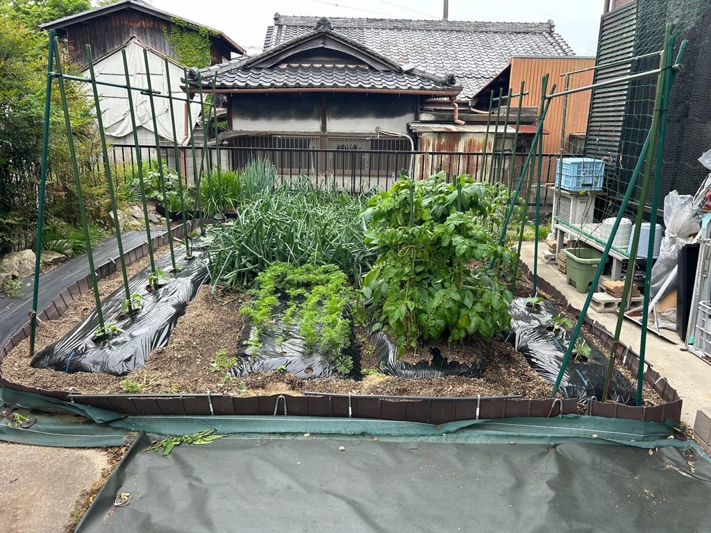 2026年のおーしん菜園で畝を使って春じゃがを地植え栽培している家庭菜園の様子