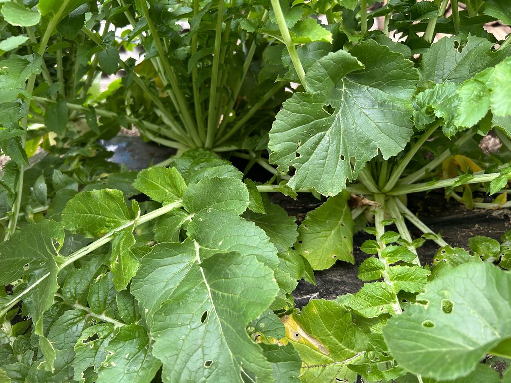 おーしん菜園で栽培中のダイコンの株元と虫食い跡がある葉