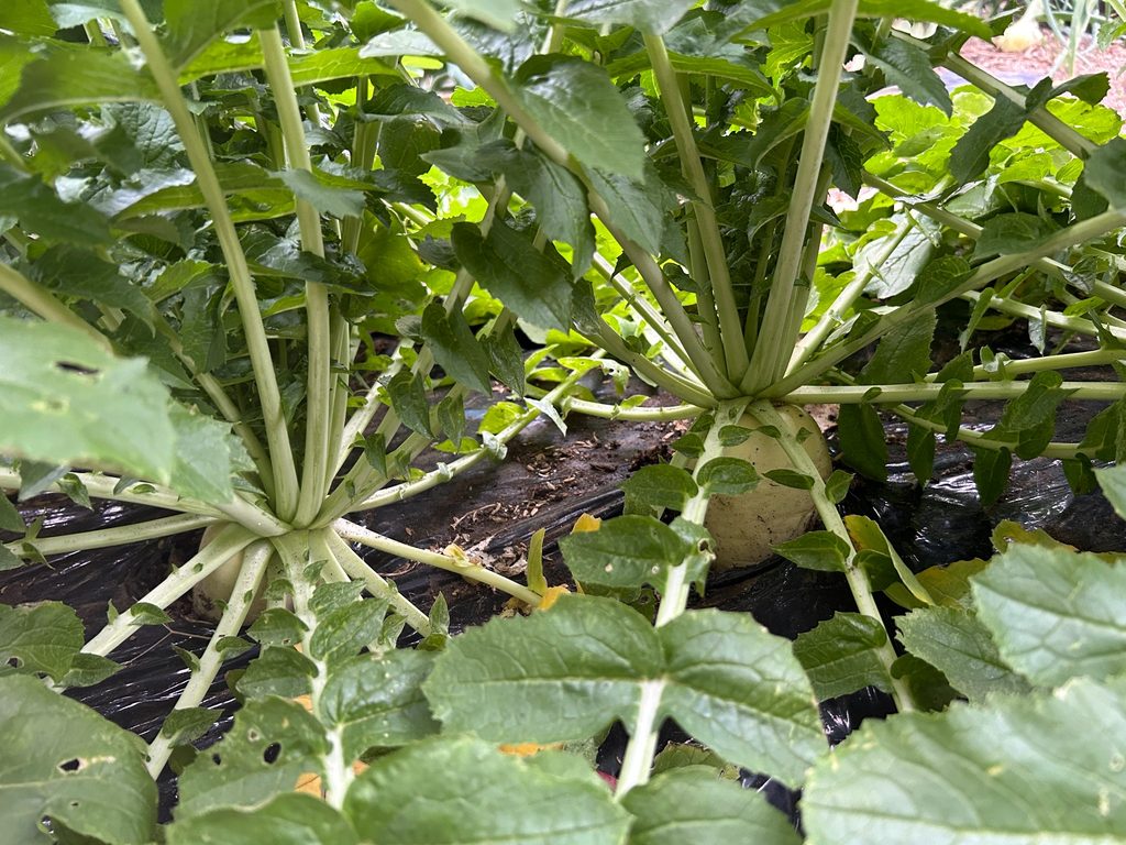おーしん菜園で収穫前まで大きく成長し白い根が地表に見えているダイコン