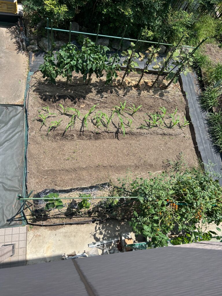2026年7月19日に2階から撮影した約3坪のおーしん菜園と夏野菜の栽培状況