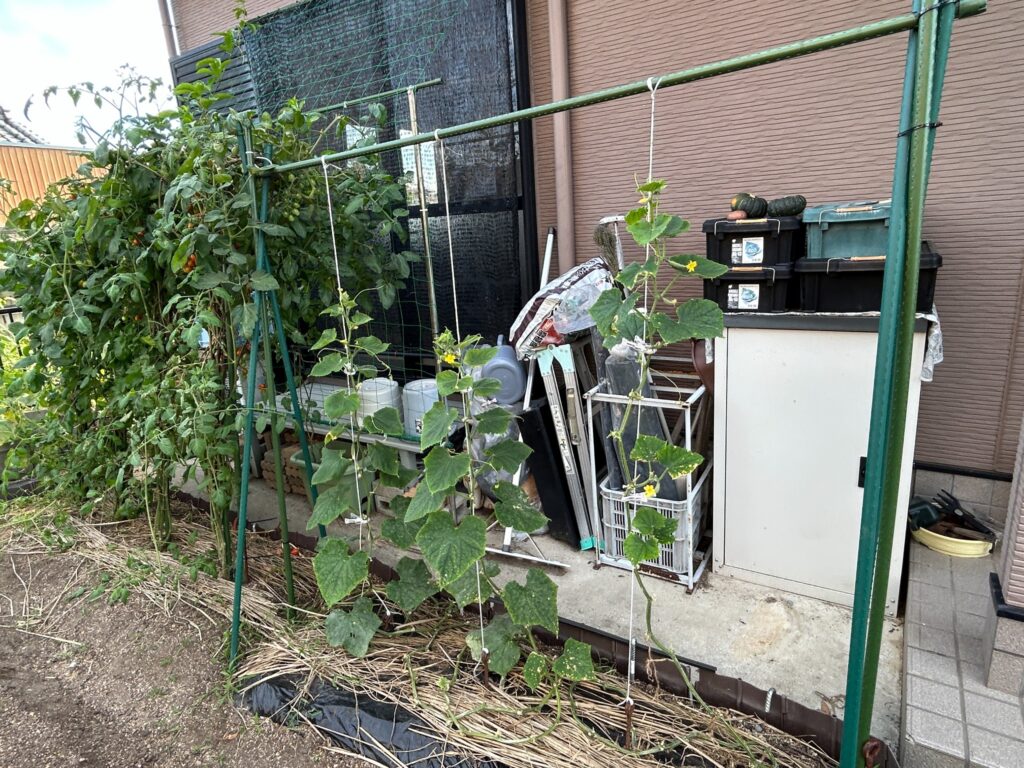 2026年7月14日のおーしん菜園でひも誘引とつる下ろしを試したキュウリの株