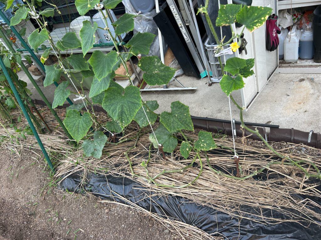 2026年7月14日のおーしん菜園でひもを使い上方向へ誘引しているキュウリ