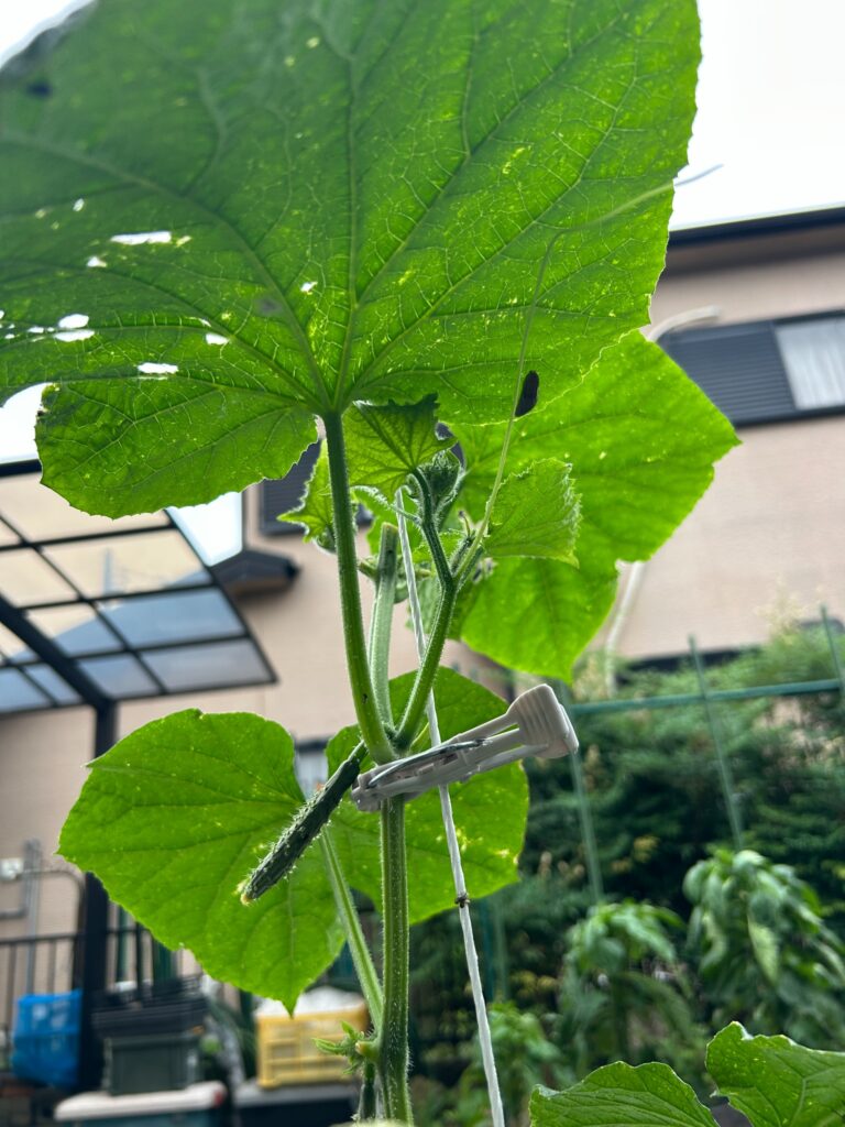 2026年6月27日のおーしん菜園でキュウリの幼果と葉に付いたナメクジ