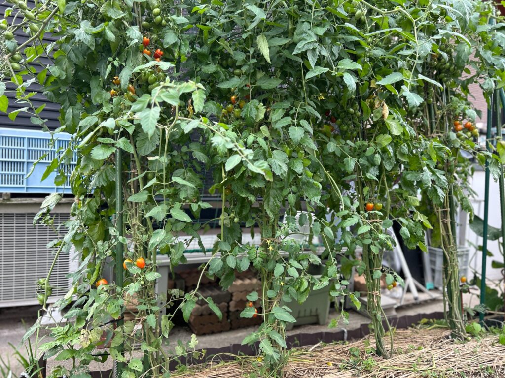 2026年6月30日のおーしん菜園で赤色と緑色の実を多数付けたミニトマト